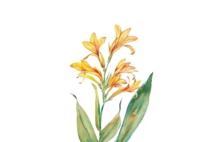美人蕉插画