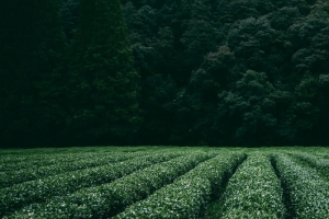 茶文化背景banner