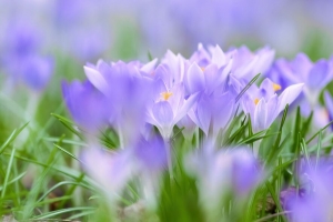 藏红花 花 芽 春天 草 4k壁纸 3840x2160