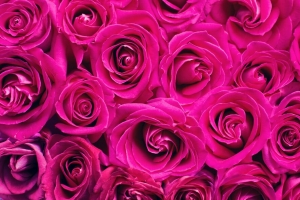 玫瑰 粉红色 花 花束 花瓣 4k壁纸 3840x2160