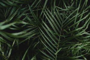 棕榈 树叶 树枝 植物 绿色 深色 4k壁纸 3840x2160