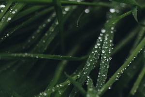 树叶 水滴 宏 露水 绿色 4k壁纸 3840x2160