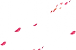 花瓣