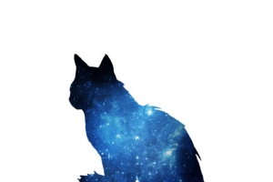 猫咪星空 OVO