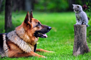 猎犬和小猫图片