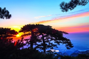 泰山风景迎客松