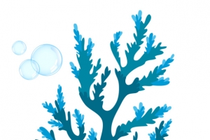 蓝色泡泡水草海草