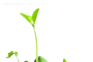 植树节植物发芽图