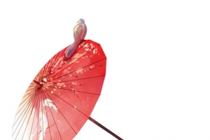 花折伞红色雨伞