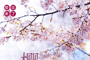 樱花来了樱花开了