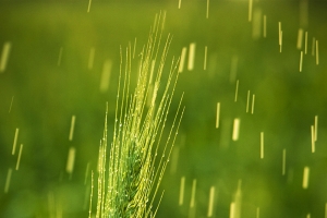 创意简约谷雨节气宣传海报