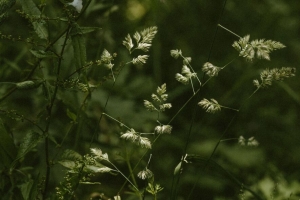 草 茎 小穗 绿色 植物 野生 4k壁纸 3840x2160