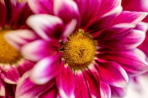 菊花 花 粉红色 微距 花瓣 4k壁纸 3840x2160
