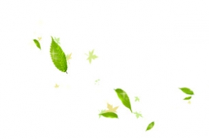 散落的绿叶植物树叶