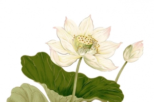 荷花古风素材