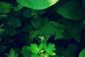 满目春意生机