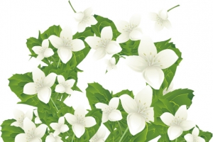 白色茉莉花