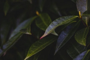 树叶 植物 灌木 深色 4k壁纸 3840x2160