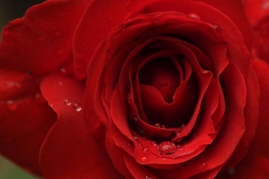 玫瑰 花瓣 水滴 宏 红色 4k壁纸 3840x2160