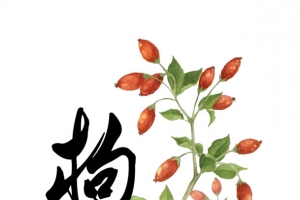 枸杞小清新艺术字免费图片