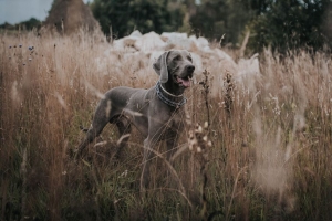  weimaraner 狗 草 步行 4k壁纸 3840x2160