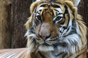 老虎 枪口 捕食者 外观 大猫 4k壁纸 3840x2160
