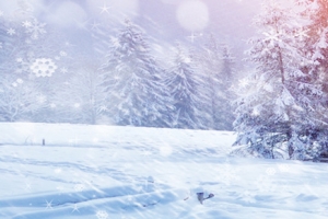 冬季雪景