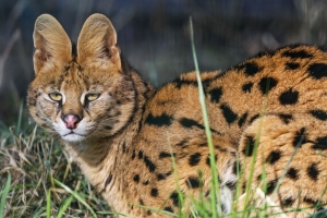  serval 野猫 捕食者 动物 耳朵 4k壁纸 3840x2160