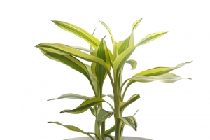 室内绿植盆栽桌上盆栽