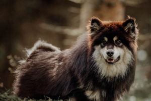 芬兰lapphund 狗 宠物 有趣的 4k壁纸 3840x2160