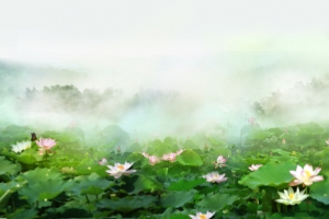 绿色茂密荷花池海报背景