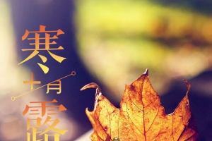 简约唯美枫叶寒露海报背景psd