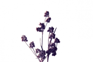 紫色干花花卉