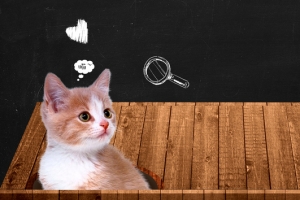 宠物零食促销可爱猫咪简约banner