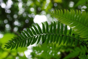 蕨类植物 叶子 植物 模糊 绿色 宏观 4k壁纸 3840x2160