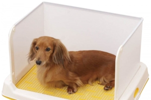 狗厕所拉屎