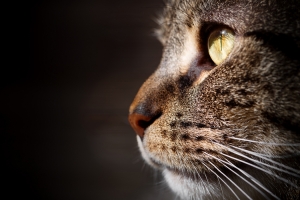猫,眼睛,胡须,猫写真图片