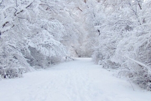 冬天雪树白茫茫的路