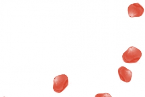 红色婚礼漂浮花瓣卡片