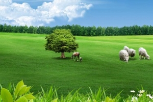 牧场背景banner
