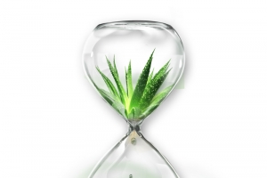 透明沙漏动植物元素高清PNG透明设计素材免费下载