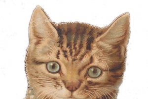带珍珠项链的猫