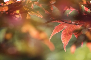 枫木 树叶 微距 焦点 4k壁纸 3840x2160