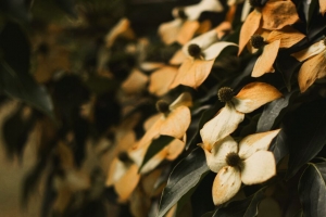 花 干 叶 植物 灌木 4k壁纸 3840x2160