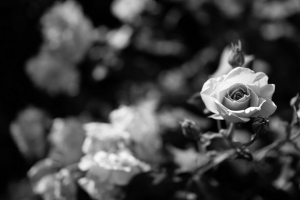 玫瑰 花 黑白 开花 芽 4k壁纸 3840x2160