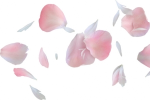 椭圆花瓣碎花瓣