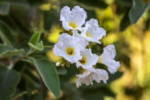  cordia boissier 花朵 花瓣 白色 4k壁纸 3840x2160