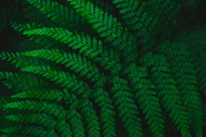 蕨类植物 树叶 雕刻 绿色 植被 树叶 4k壁纸 3840x2160