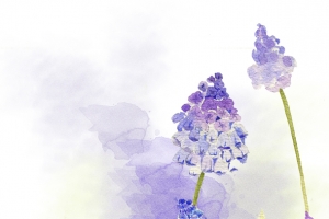 紫色水彩风信子花朵