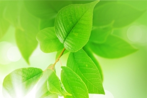 绿色清新排版背景高清